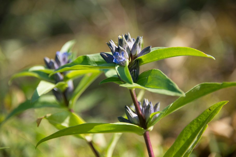 Горечавка крестовидная размножение