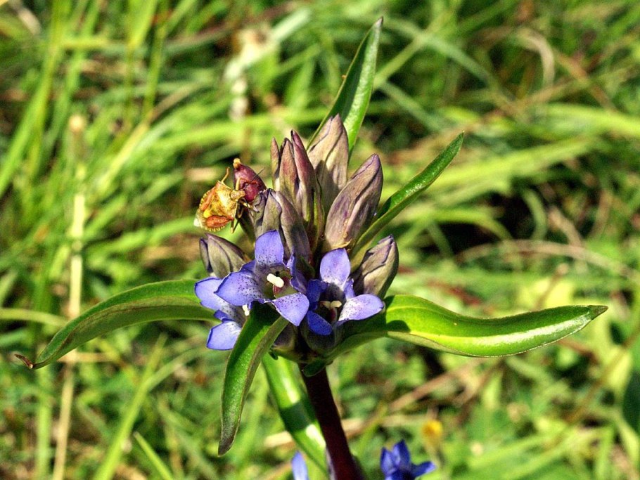 Горечавка крестовидная Blue Cross