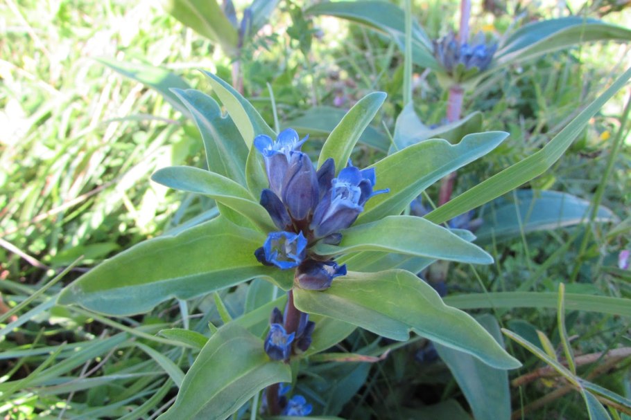 Горечавка перекрестнолистная, Генциана