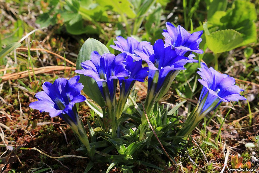 Горечавка пурпурная