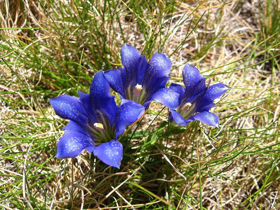 Горечавка карандашом