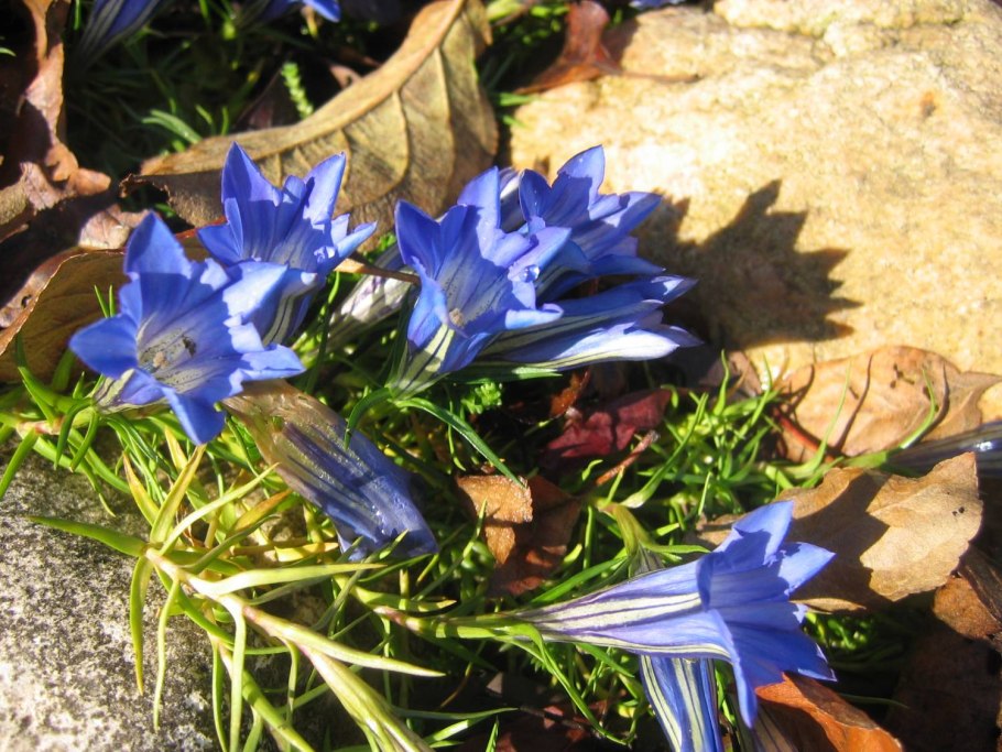 Gentiana cruciata