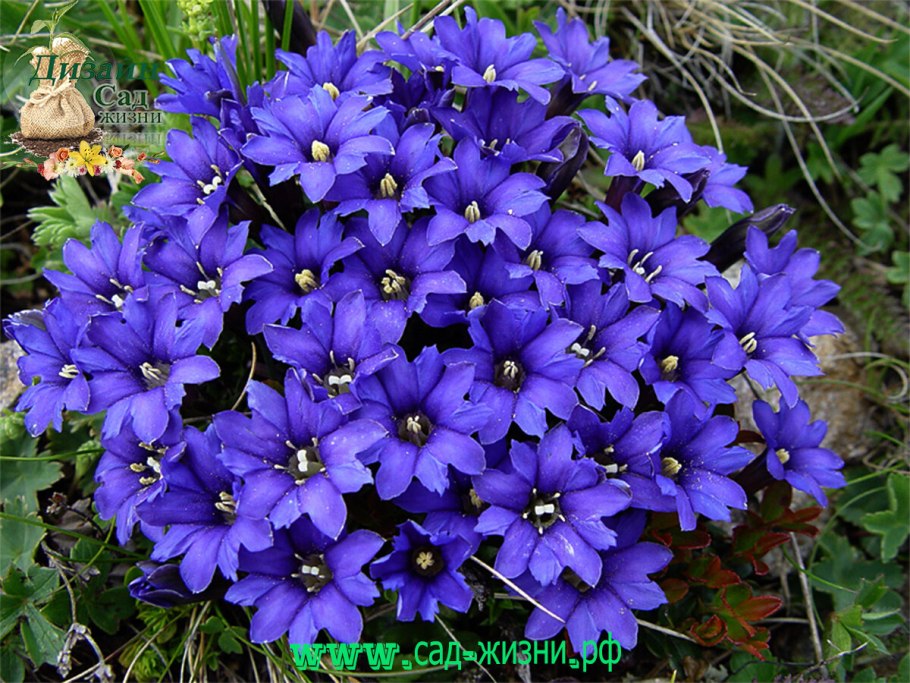 Голубая горечавка (Gentiana)