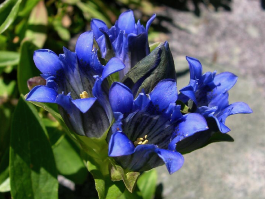 Горечавка бесстебельная