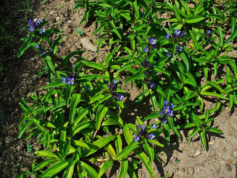 Горечавка крестовидная