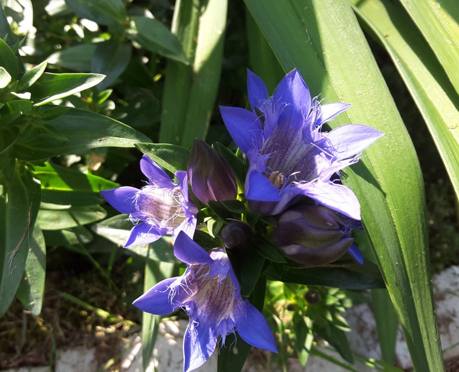 Горечавка перекрестнолистная