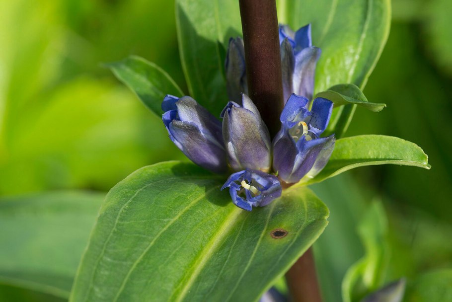 Растение горечавка перекрестнолистная