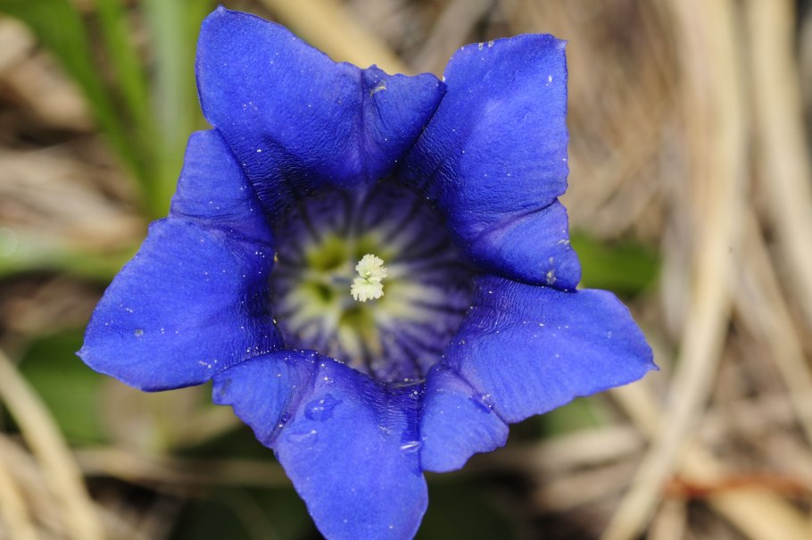 Gentiana pneumonanthe