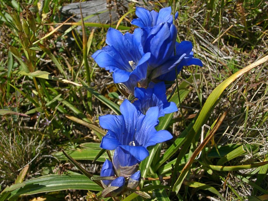 Горечавка Шайн Блю