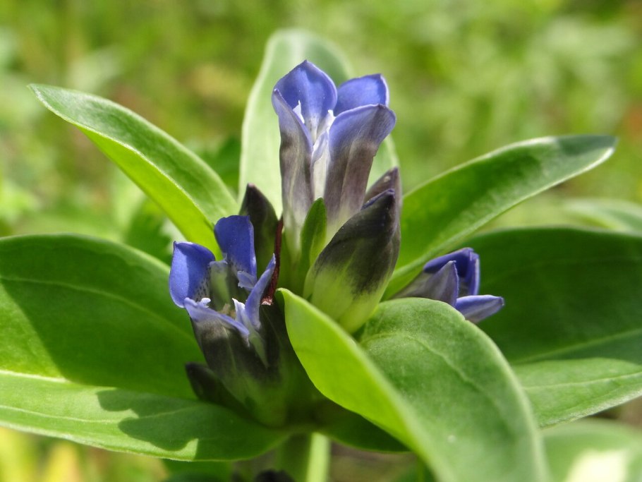 Горечавка крупнолистная