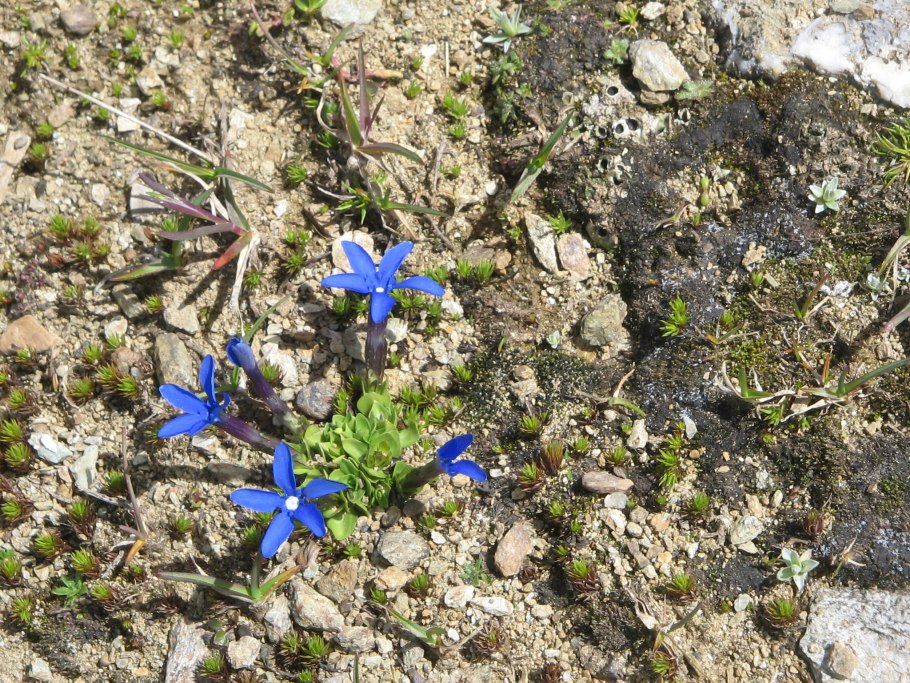 Горечавка Альпийская
