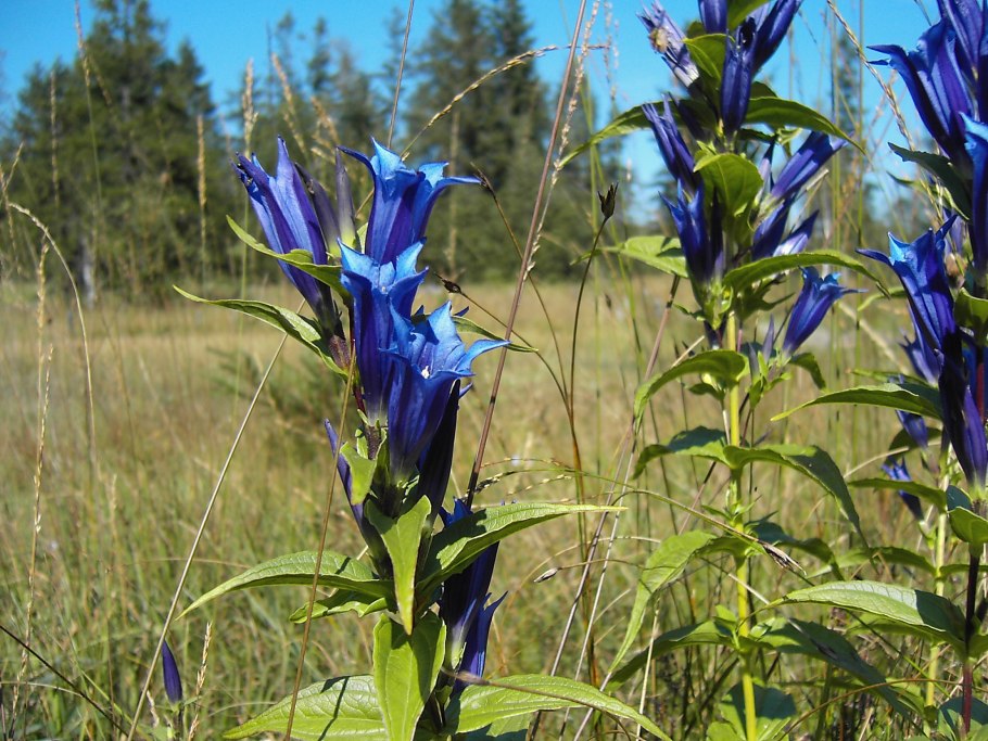 Gentiana straminea