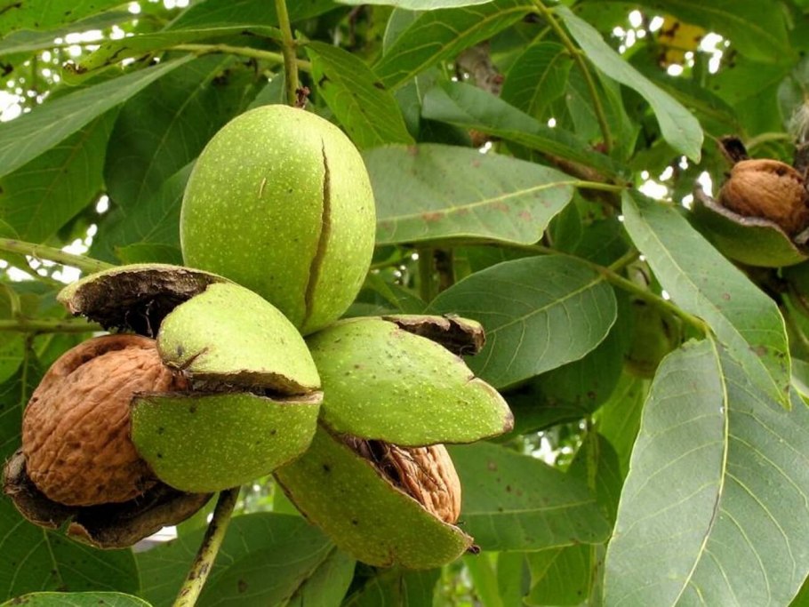 Грецкий орех Juglans Regia l.
