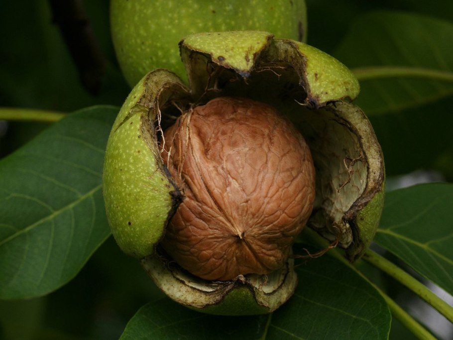 Juglans cinerea (волошский орех)