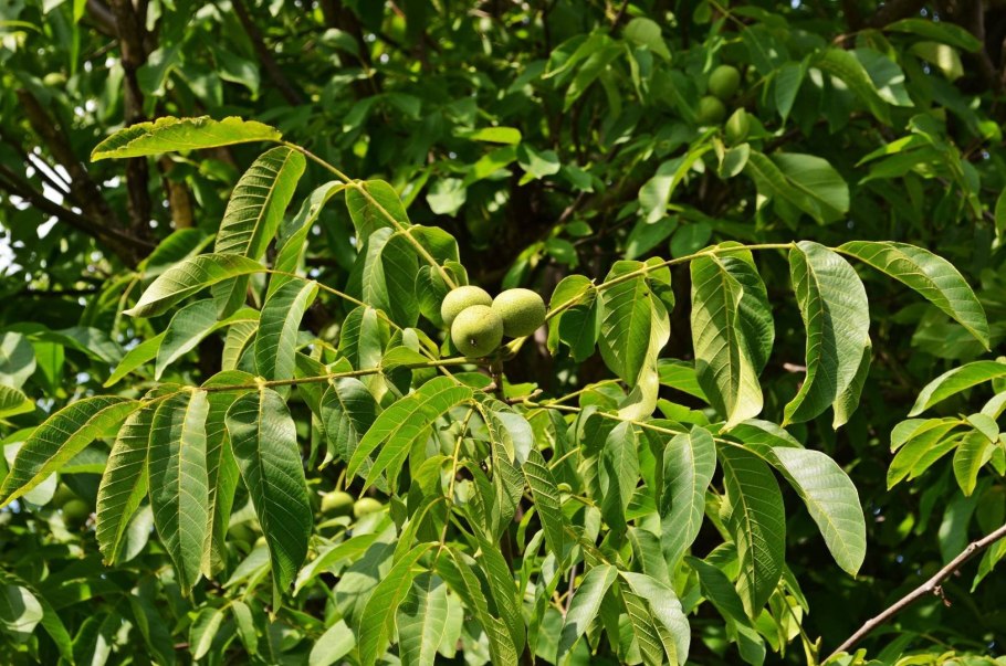 Juglans Regia дерево