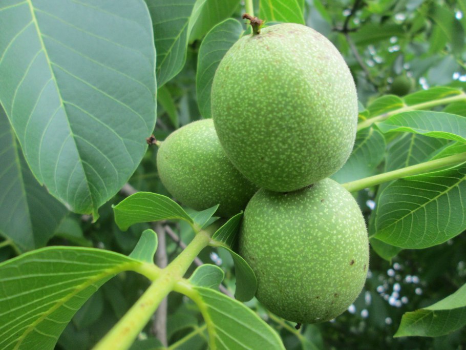 Орех черный, Juglans nigra