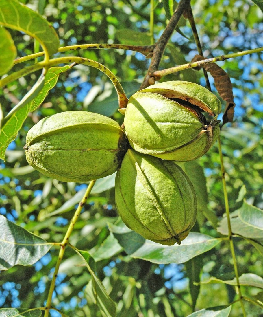 Орех черный, Juglans nigra