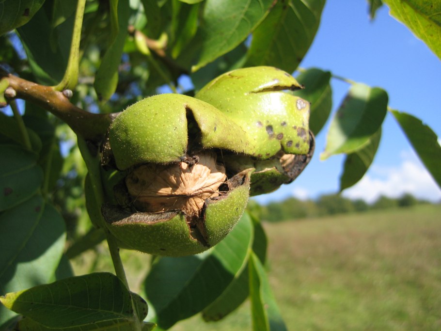 Juglans nigra