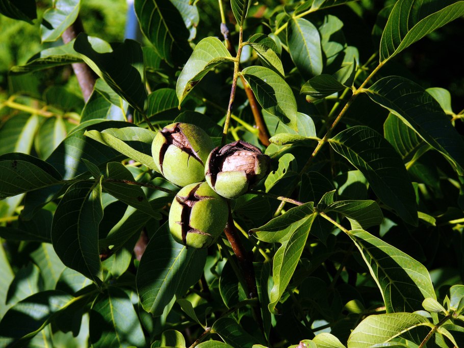 Орех грецкий (Juglans Regia)