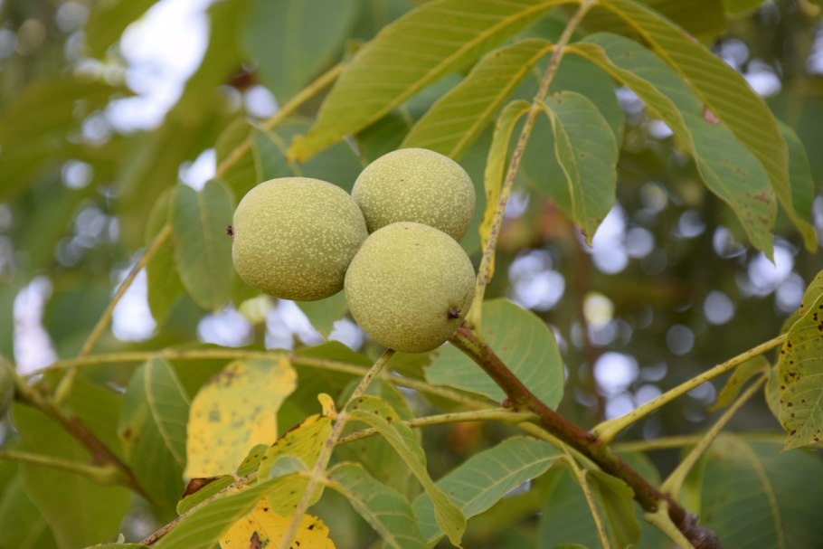 Орех грецкий (Juglans Regia)