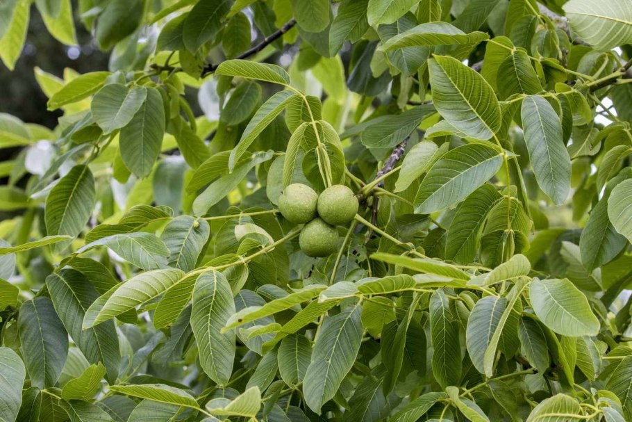 Орех грецкий (Juglans Regia)