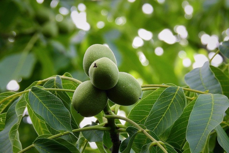 Орех черный, Juglans nigra