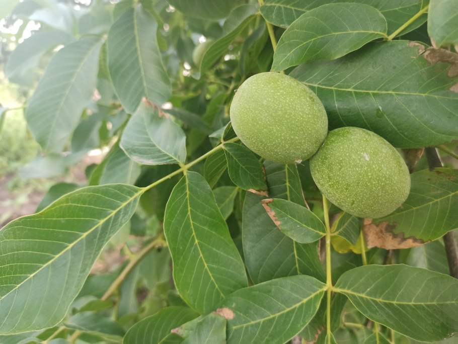 Орех грецкий (Juglans Regia)