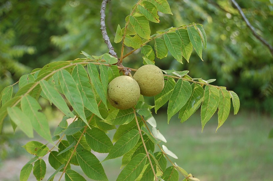 Орех маньчжурский (Juglans mandshurica)