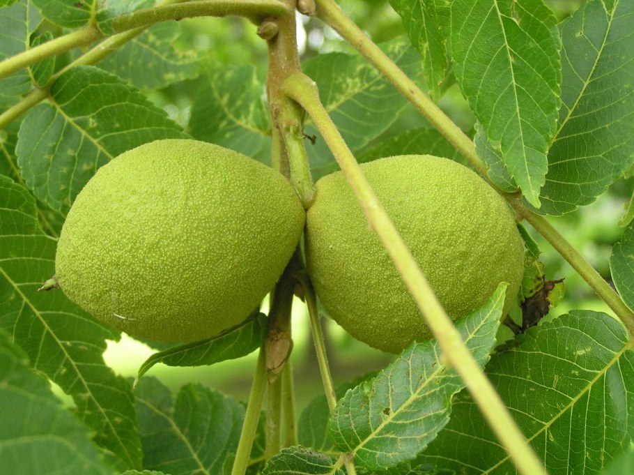 Орех черный, Juglans nigra