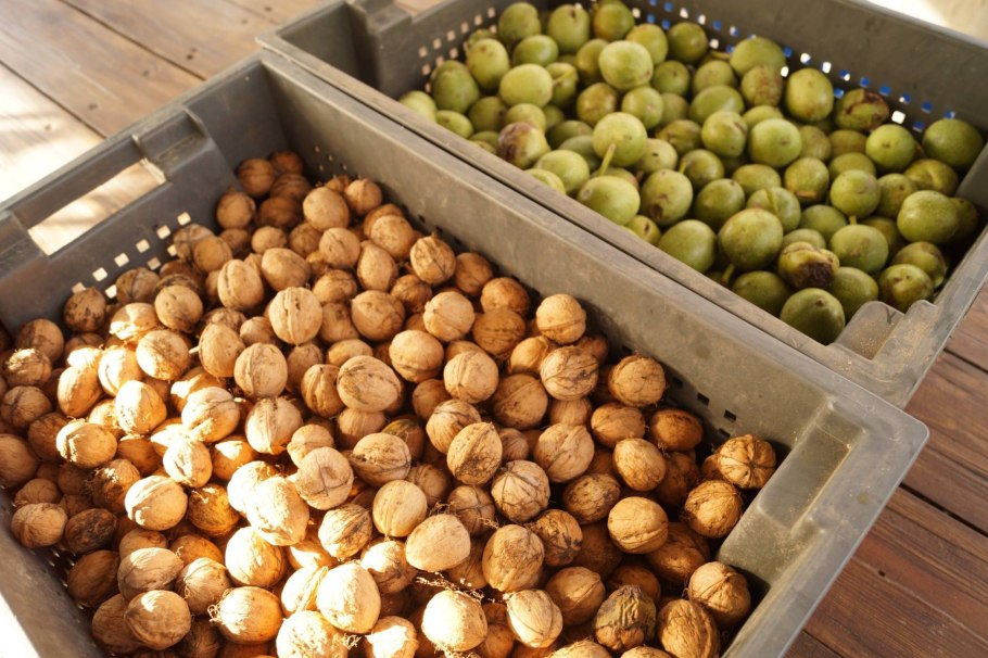 Орех грецкий Juglans Regia листья