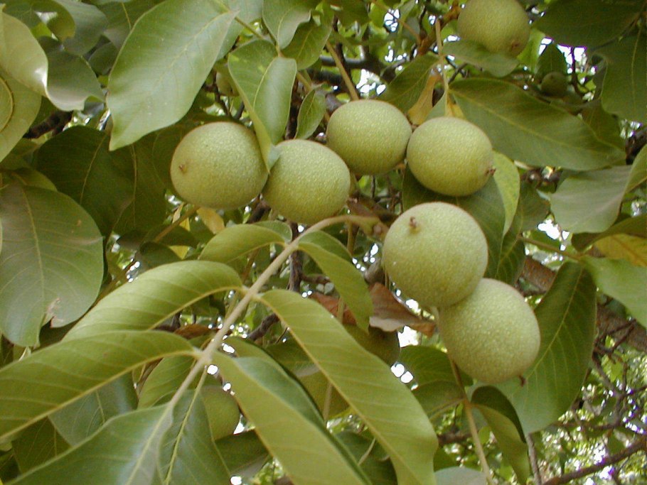 Орех маньчжурский (Juglans mandshurica)