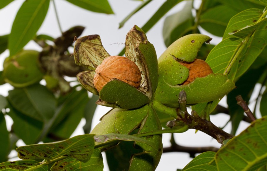 Орех грецкий (Juglans Regia)