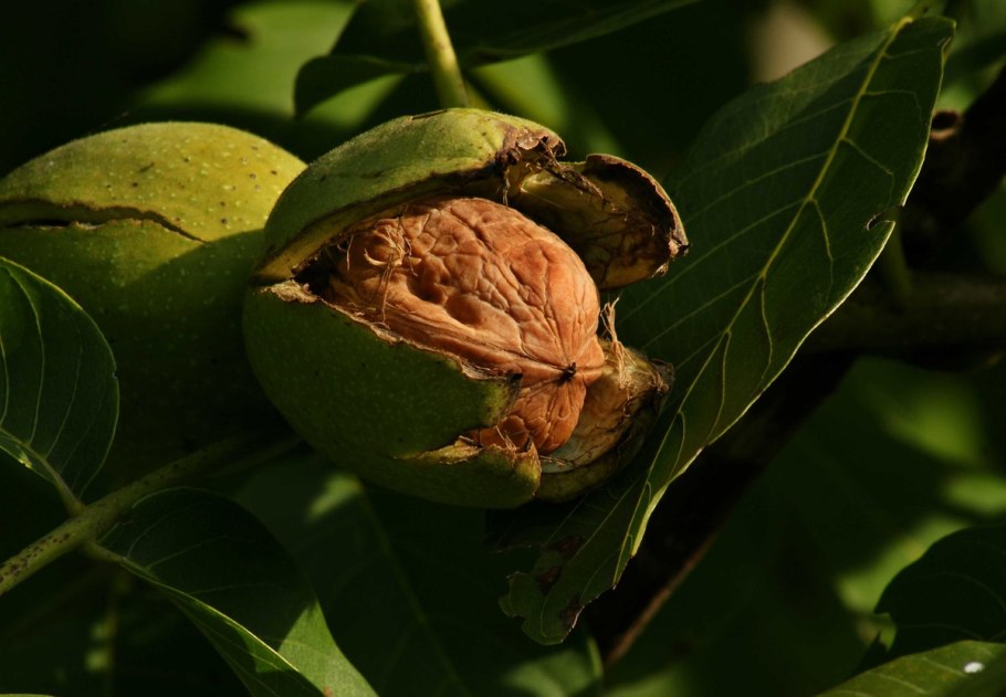 Juglans Regia (Juglans)