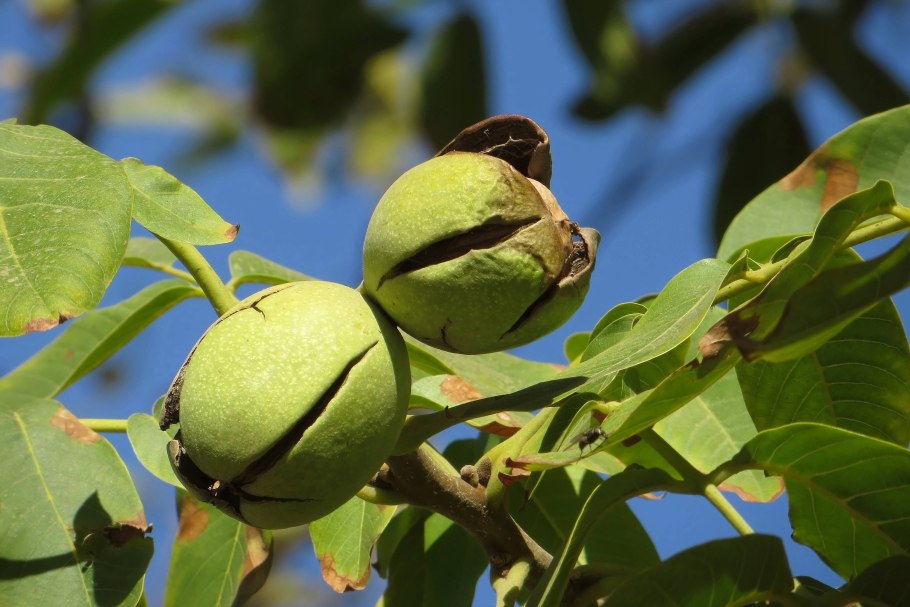 Juglans Regia дерево