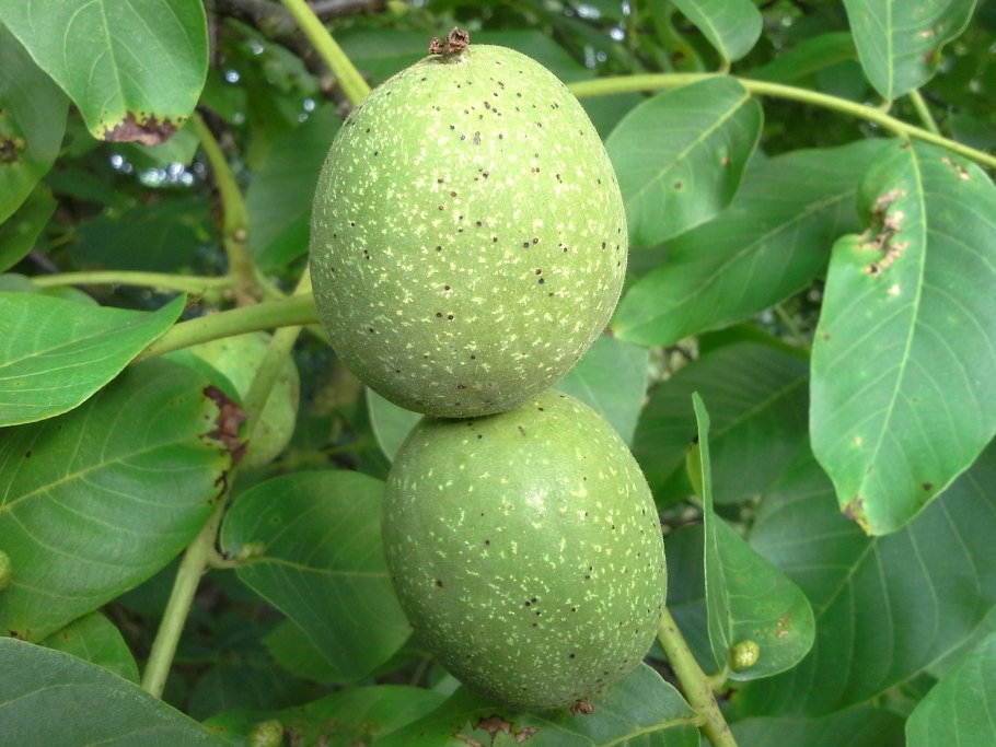 Грецкий орех Juglans Regia l.