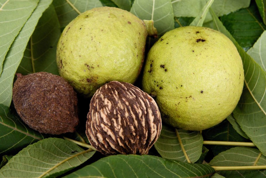 Грецкий орех Juglans Regia l.