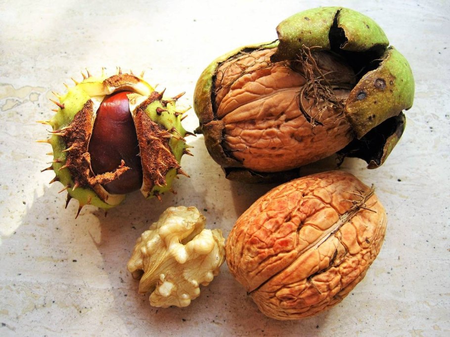 Juglans nigra ареал