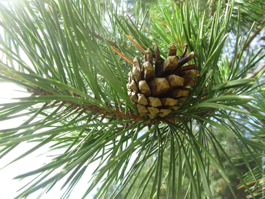 Pinus pinea хвоя