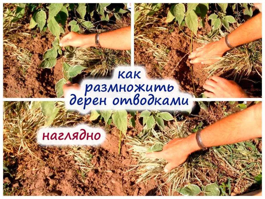 Бересклет кустарник размножение