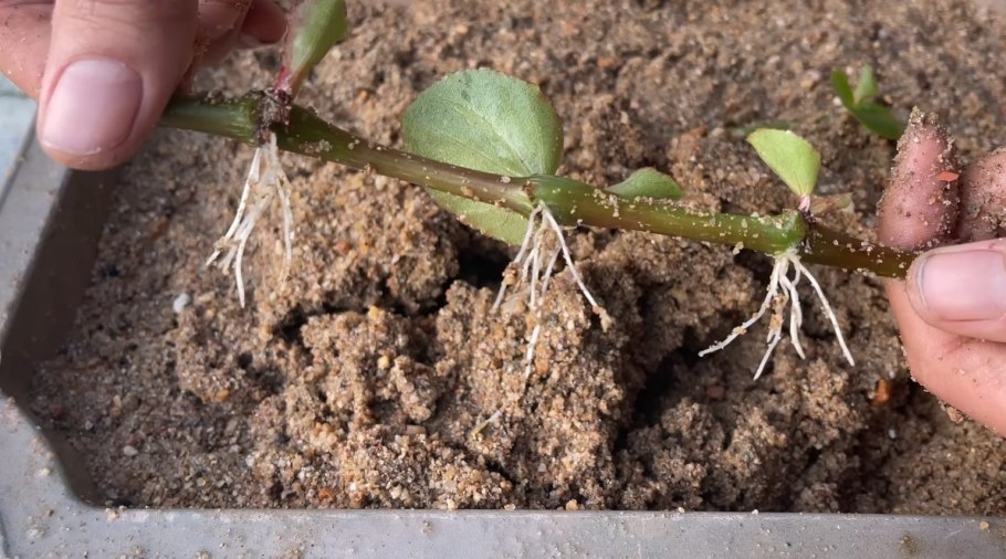 Черенки роз укоренение