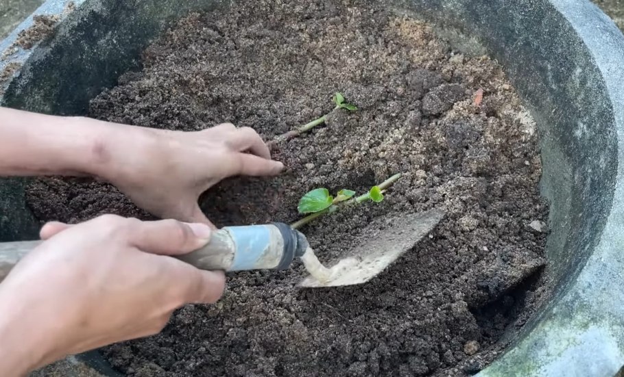 Рускус иглица размножение