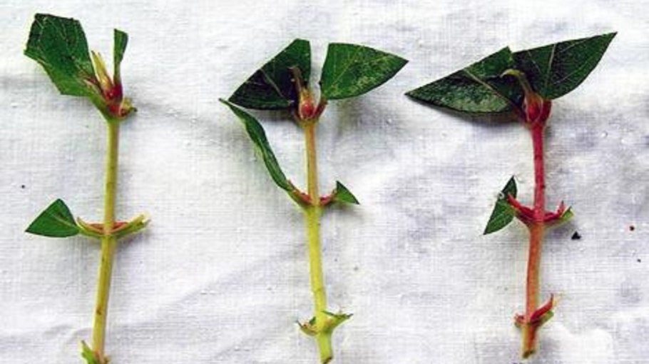 Черенок смородины укоренить