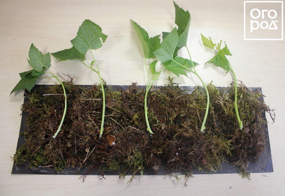 Крыжовник одреновишие черенки