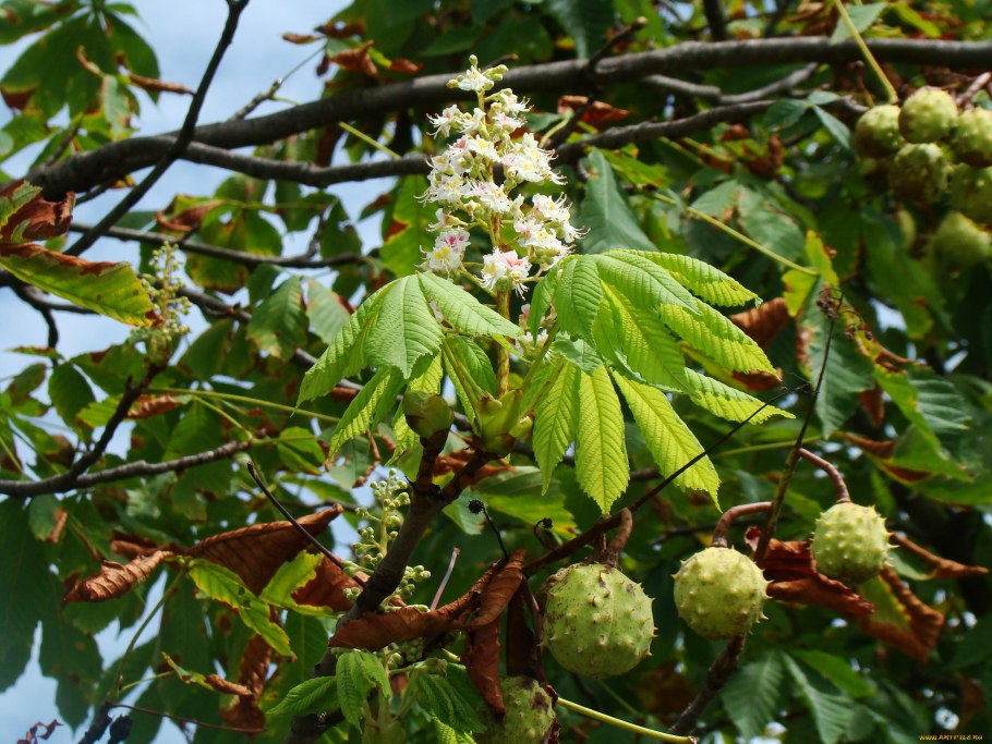 Самый древний каштан