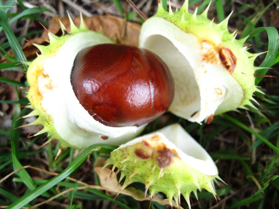 Koehnei каштан