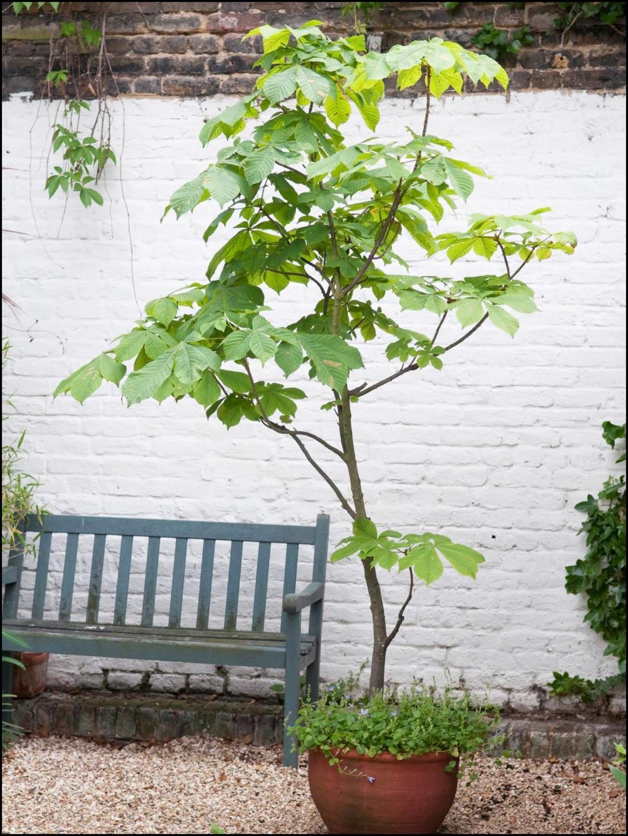 Каштан посевной (Aesculus Sativa