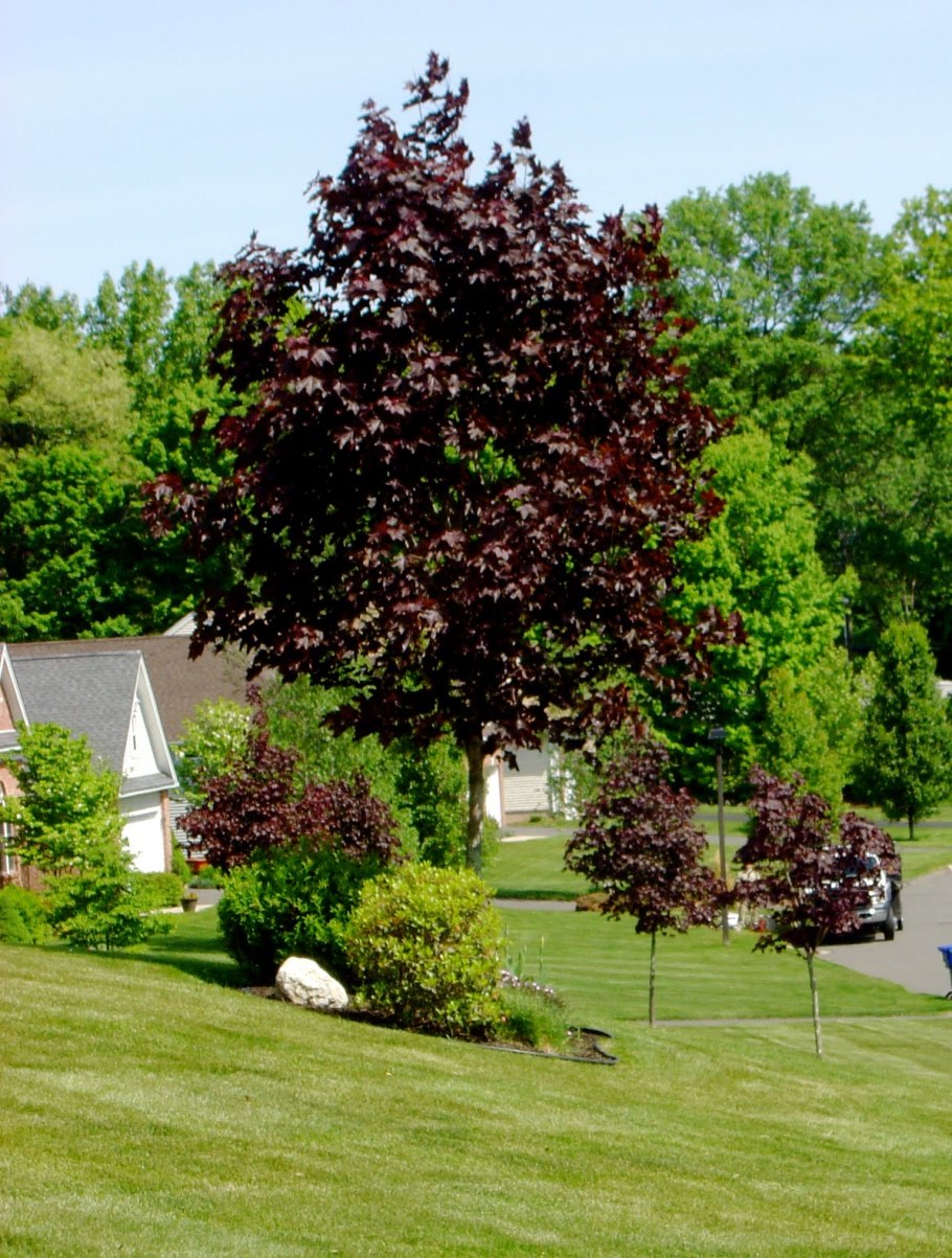 Робиния Лжеакация в саду