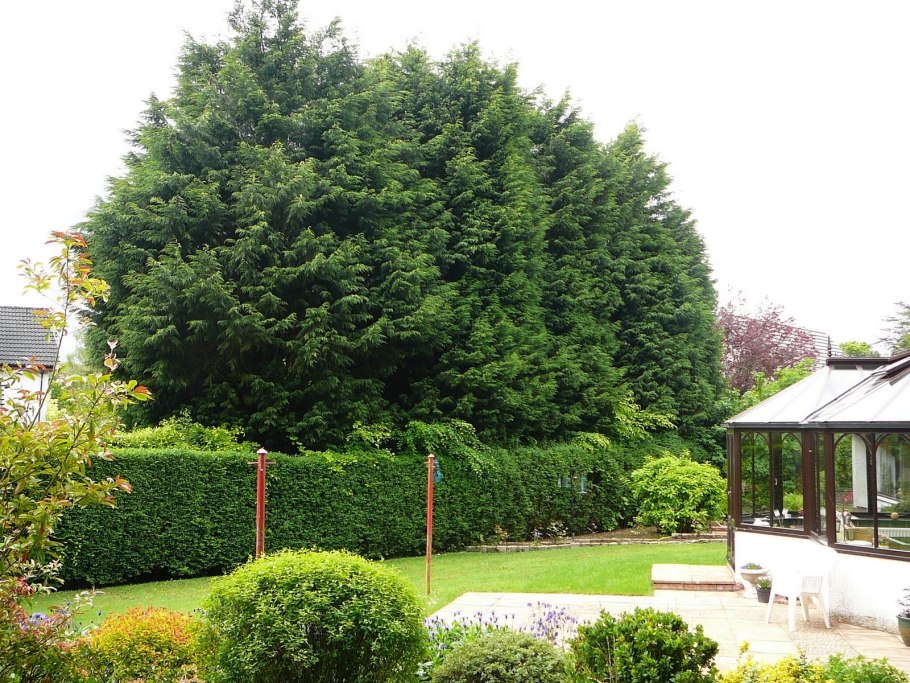 Клён Глабоза остролистный