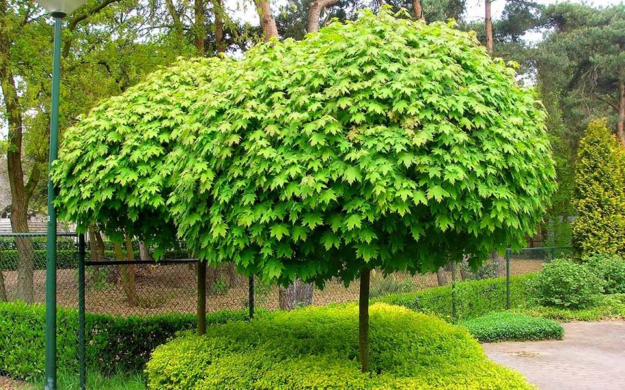 Катальпа бигнониевидная Нана