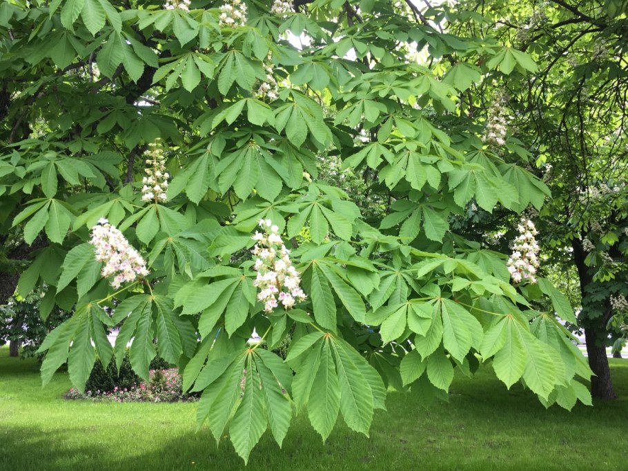 Орех маньчжурский